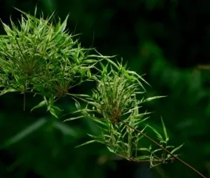 Tại sao cây tre lại không ra hoa hàng năm?