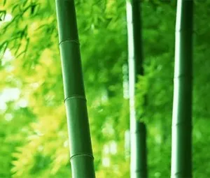 Tại sao có một số cây lại rỗng thân?