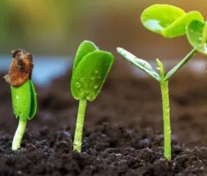Tại sao khi hạt nảy mầm có loại cần nhiều ánh sáng, có loại cần ít ánh sáng?