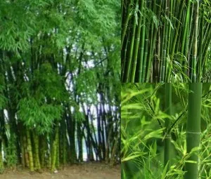 Tại sao loài tre lại không phát triển to bề ngang thân như các loại cây khác?