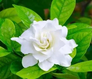Tại sao những bông hoa sặc sỡ màu sắc thường không có mùi thơm, còn hoa thơm thì lại thường có màu trắng?