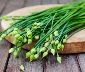 Tại sao rau hẹ cắt xong vẫn có thể tái sinh trưởng?