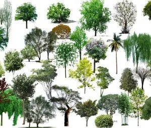 Tại sao trên thế giới lại có nhiều loài thực vật khác nhau như vậy?