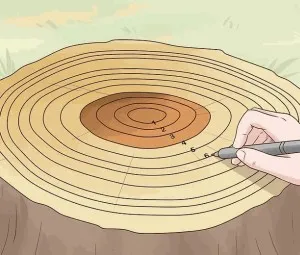 Tại sao từ vòng tuổi có thể đoán được tuổi của cây?