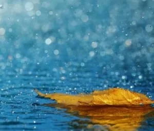 Tại sao vào mùa hè khi mưa nhiều, dưa hấu lại thường không ngọt lắm?