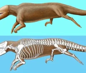 Tổ tiên của loài cá voi là động vật gì?