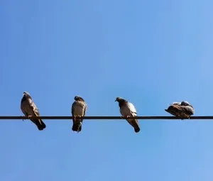 Vì sao chim ngủ trên cành cây không bị ngã?