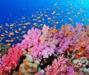 Vì sao phải bảo vệ san hô và đá san hô?