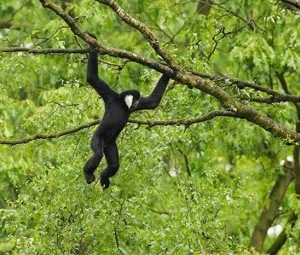 Vượn tay dài đi, dùng chân hay là dùng tay?