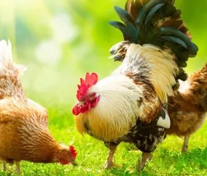 Bằng cách nào để phân biệt gà trống, gà mái con?