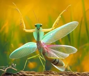Bọ ngựa cái có thể ăn bọ ngựa đực không?