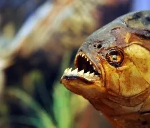Cá ăn thịt người có sinh sống ở vùng Giang Nam Trung Quốc không?
