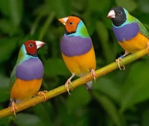 Chim ngủ bằng cách nào?