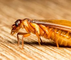 Con mối có liên quan gì đến nhiệt độ không khí lên cao?