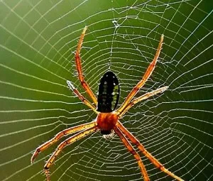 Con nhện giăng tơ bằng cách nào giữa khoảng cách hai cây rất xa?