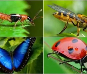 Côn trùng có những điểm đặc biệt nào?