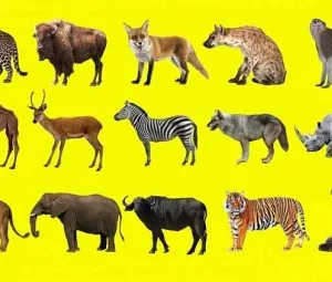 Động vật được phân loại như thế nào?