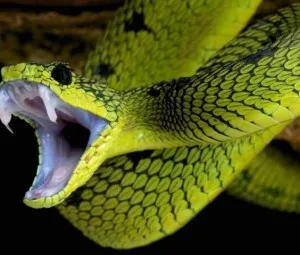 Làm thế nào để phân biệt được giữa rắn độc và rắn không độc?