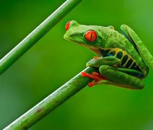 Mùa hè, ếch để vào tủ lạnh có thể ngủ đông không?