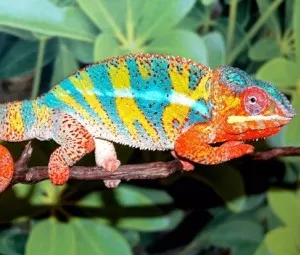 Ngoài nguỵ trang màu sắc ra, tắc kè hoa còn có bản lĩnh gì để chống lại kẻ thù?