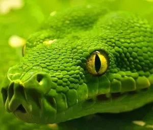 Rắn có thể tự sát bằng nọc độc của chính mình không?