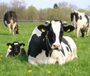 Sau khi trâu, bò và dê ăn xong cỏ, tại sao miệng không ngừng nhai?