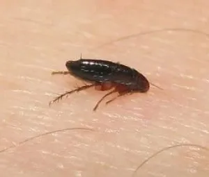 Tại sao bọ chó có thể nhảy rất cao?