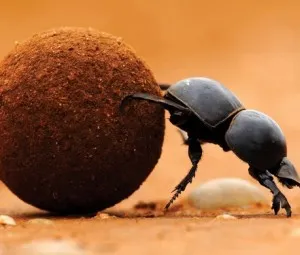 Tại sao bọ hung phải lăn vào bãi phân?