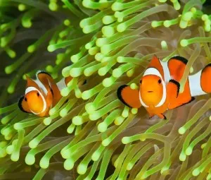 Tại sao cá hải quỳ thích sống cùng với hải quỳ?
