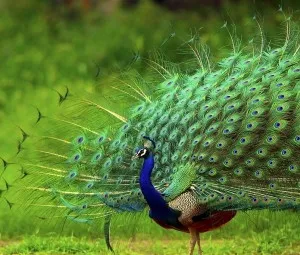 Tại sao chim công biết xoè đuôi?