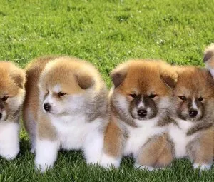Tại sao chó là động vật đầu tiên mà loài người thuần hoá thành công?