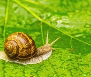Tại sao chỗ ốc sên vừa bò qua lại để lại một vệt nước dãi?