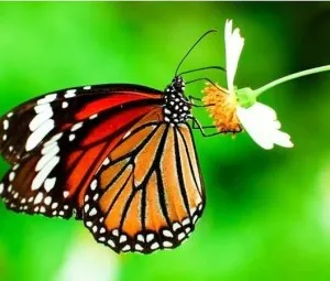 Tại sao có một số côn trùng lại có thể biến thành con nhộng, còn một số khác lại không?