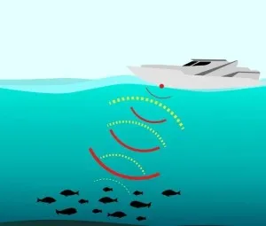 Tại sao có thể dùng máy tầm ngư để phát hiện đàn cá?