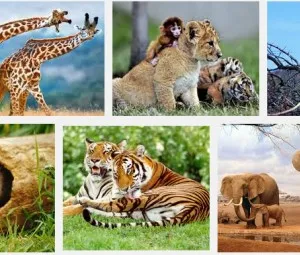 Tại sao động vật biết áp dụng "chính sách nhượng bộ"?