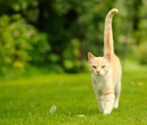 Tại sao động vật có các loại đuôi khác nhau?