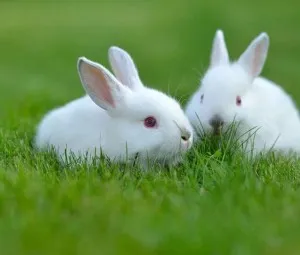 Tại sao động vật có thể cho chúng ta cảm giác yêu hoặc ghét?