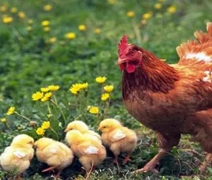Tại sao gà thích ăn sỏi?