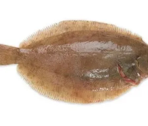 Tại sao mắt của cá thờn bơn có thể mọc ở cùng một bên?