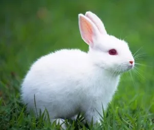 Tại sao mắt của thỏ trắng có màu đỏ?