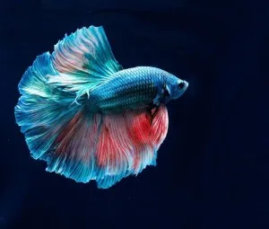 Tại sao nhìn vẩy cá có thể biết được tuổi của cá?