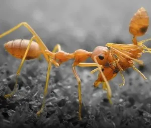 Tại sao nói kiến quân ăn thịt là một trong những động vật đáng sợ nhất?