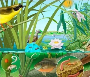 Tại sao nói: Quần thể sinh vật kì diệu không gì sánh được?