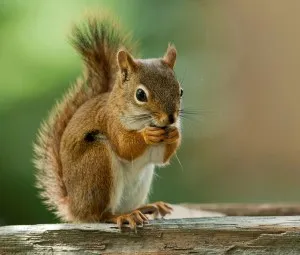 Tại sao nói sóc là chuyên gia bảo vệ môi trường tự nhiên?