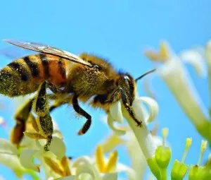 Tại sao ong có thể biết chỗ nào đó có thể lấy được mật?
