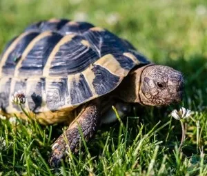 Tại sao rùa có tuổi thọ rất cao?
