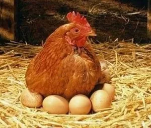 Tại sao sau khi gà mái đẻ trứng lại hay cục tác?