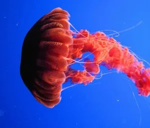 Tại sao sứa có thể cắn người?