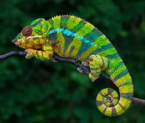 Tại sao tắc kè hoa lại có thể đổi màu?