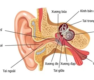 Tại sao tai biết tiếng động từ đâu dội tới?